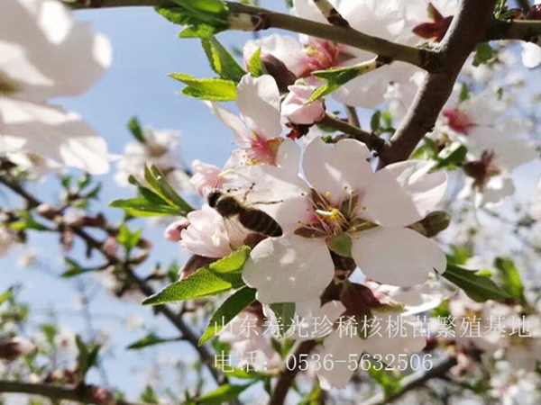 扁桃開花狀