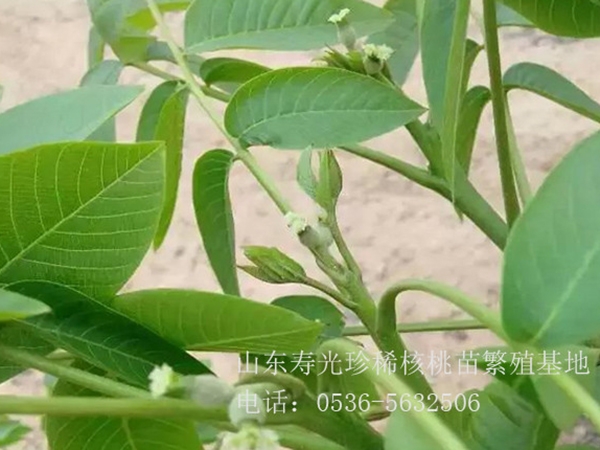 核桃樹(shù)開(kāi)花狀
