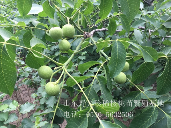 魯林核桃苗1