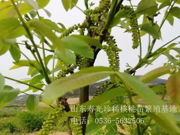 核豐雌雄同株，結(jié)果產(chǎn)量高